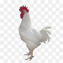 纯白色公鸡-空若网 纯白色公鸡-空若网