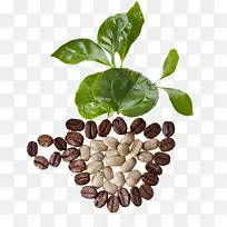 长在咖啡豆里面的叶子-空若网 长在咖啡豆里面的叶子-空若网