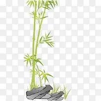 竹子-空若网 竹子-空若网