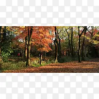 深秋摄影背景-空若网 深秋摄影背景-空若网