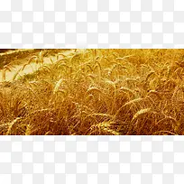 金色麦穗摄影背景-空若网 金色麦穗摄影背景-空若网
