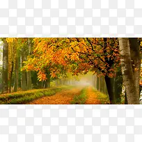 深秋摄影背景-空若网 深秋摄影背景-空若网