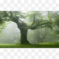 缠绕绿色参天大树-空若网 缠绕绿色参天大树-空若网