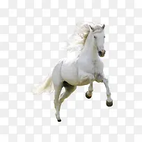 ���۵İ�ɫ����-������