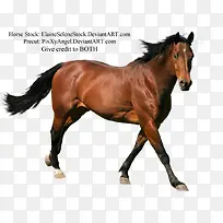 高清摄影草原上的骏马-空若网 高清摄影草原上的骏马-空若网