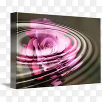 紫紫红色摄影花瓣玫瑰水-空若网 紫紫红色摄影花瓣玫瑰水-空若网