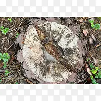 Ê÷×®ºÍÂÒ²Ý-¿ÕÈôÍø Ê÷×®ºÍÂÒ²Ý-¿ÕÈôÍø