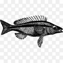 澳大利亚鱼类-西部-空若网 澳大利亚鱼类-西部-空若网