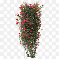 花树-空若网 花树-空若网