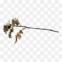 枯萎的树叶-空若网 枯萎的树叶-空若网