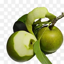 树枝上的梨子图片素材-空若网 树枝上的梨子图片素材-空若网