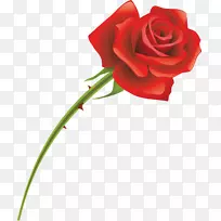 切花花园玫瑰红玫瑰-空若网 切花花园玫瑰红玫瑰-空若网