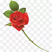 花园玫瑰切花玫瑰-空若网 花园玫瑰切花玫瑰-空若网