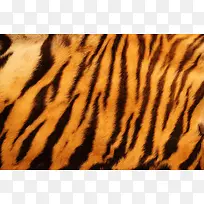 老虎皮毛背景底纹-空若网 老虎皮毛背景底纹-空若网