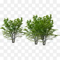 生态公园绿植大树-空若网 生态公园绿植大树-空若网