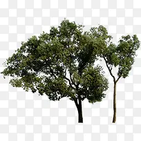 生态公园美景大树-空若网 生态公园美景大树-空若网