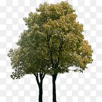 生态公园森林大树-空若网 生态公园森林大树-空若网