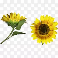 ���ռ�����-���տ�-������