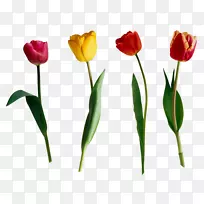 郁金香花-郁金香-空若网 郁金香花-郁金香-空若网