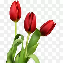 郁金香花夹艺术-郁金香-空若网 郁金香花夹艺术-郁金香-空若网