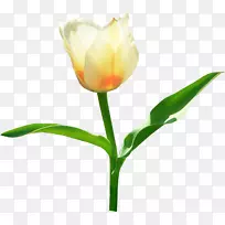 郁金香花夹艺术-郁金香-空若网 郁金香花夹艺术-郁金香-空若网