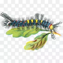 昆虫蝴蝶、虎耳草、毛毛虫、新毛虫-毛虫-空若网 昆虫蝴蝶、虎耳草、毛毛虫、新毛虫-毛虫-空若网