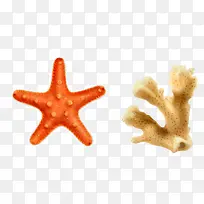 矢量海星珊瑚素材-空若网 矢量海星珊瑚素材-空若网