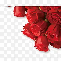 红色玫瑰浪漫爱情-空若网 红色玫瑰浪漫爱情-空若网