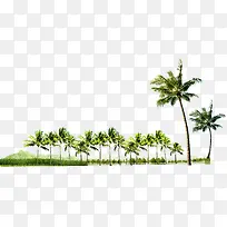 热带树林椰子树摄影-空若网 热带树林椰子树摄影-空若网