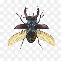 凶猛多钳子昆虫-空若网 凶猛多钳子昆虫-空若网
