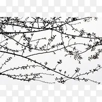 ��ɫ�羰��֦��-������