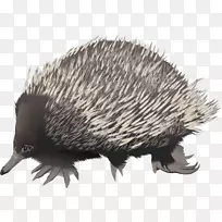 指关节,食蚁兽短喙夹艺术食蚁兽-空若网 指关节,食蚁兽短喙夹艺术食蚁兽-空若网