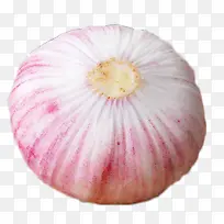 洋葱-空若网 洋葱-空若网