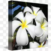 花卉设计花艺展览馆-百里香-空若网 花卉设计花艺展览馆-百里香-空若网