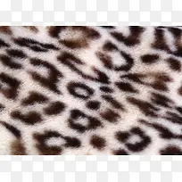 豹纹皮草背景-空若网 豹纹皮草背景-空若网