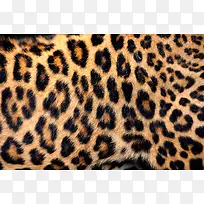 豹纹皮草背景-空若网 豹纹皮草背景-空若网
