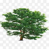 ʸÁ¿ÀÏÊ÷ÊÖ»æ´óÊ÷-¿ÕÈôÍø ʸÁ¿ÀÏÊ÷ÊÖ»æ´óÊ÷-¿ÕÈôÍø