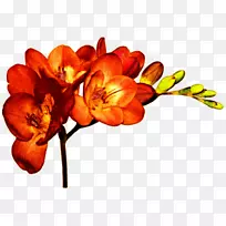 切花植物白花菜鳞茎橙花-空若网 切花植物白花菜鳞茎橙花-空若网