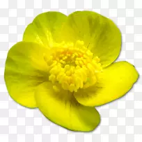 开花植物花瓣橙花-空若网 开花植物花瓣橙花-空若网