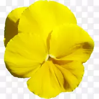 花卉博客三字母缩写-琥珀-空若网 花卉博客三字母缩写-琥珀-空若网