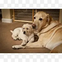 有爱的两个狗宝宝-空若网 有爱的两个狗宝宝-空若网