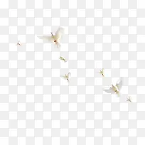 白色信鸽-空若网 白色信鸽-空若网