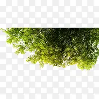 春天阳光下的大树-空若网 春天阳光下的大树-空若网