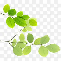 春天阳光下的绿叶树枝-空若网 春天阳光下的绿叶树枝-空若网