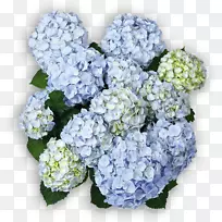 切花绣球花-空若网 切花绣球花-空若网