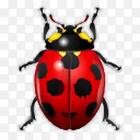 动物错误昆虫瓢虫氧-空若网 动物错误昆虫瓢虫氧-空若网