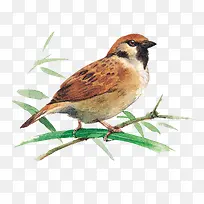 小鸟-空若网 小鸟-空若网