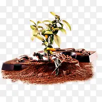 依蒂安斯可可纯黑巧克力种植图-空若网 依蒂安斯可可纯黑巧克力种植图-空若网