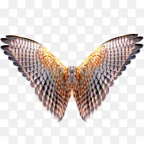 蝴蝶翅膀-空若网 蝴蝶翅膀-空若网