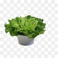 ��ɫ����Ҷ-������